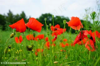 高清唯美红色虞美人花海鲜花图片