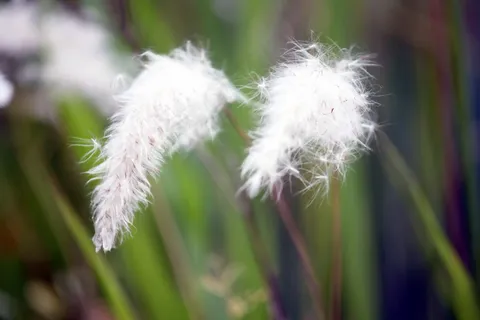 芦苇花图片 芦苇花图片