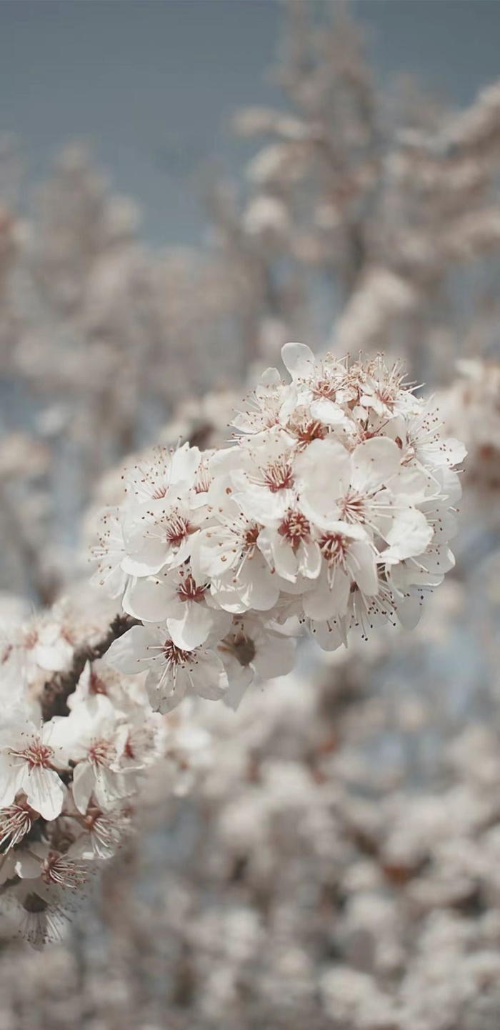 桃花背景图