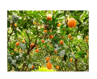 金橘果园高清图片