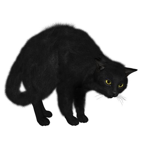猫 PNG免抠(1490x1520)