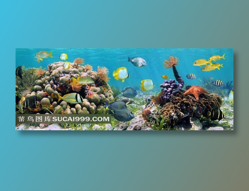 鱼类海葵生物摄影