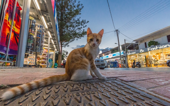 可爱猫咪猫猫摄影素材