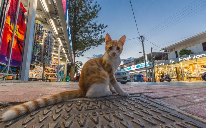 可爱猫咪猫猫摄影素材