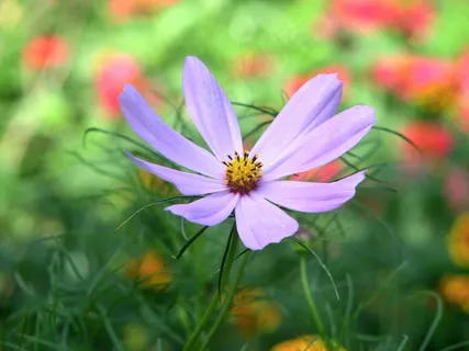 八瓣格桑花图片 八瓣格桑花图片