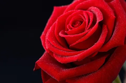 唯美红玫瑰特写鲜花图片