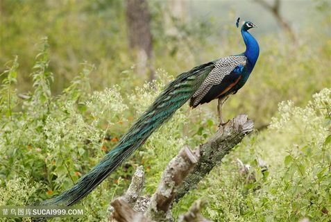 美丽孔雀开屏高清图片