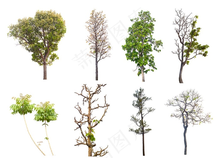 漂亮的景观树木素材