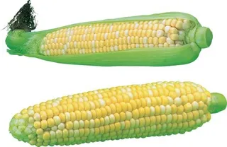 玉米PNG图片免抠