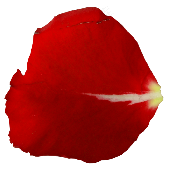 花瓣花朵免扣图片 