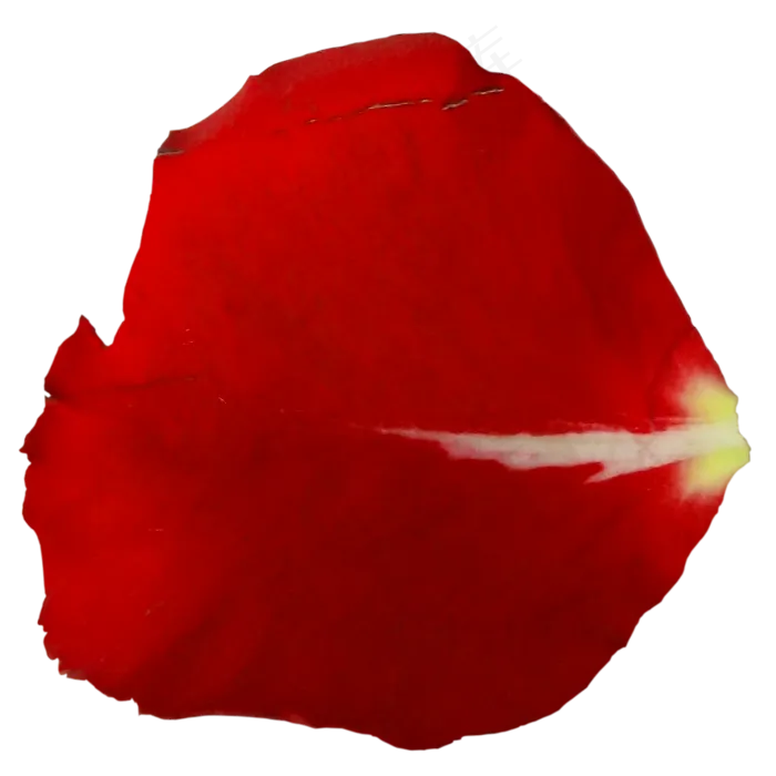 花瓣花朵免扣图片 
