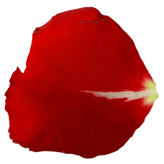 花瓣花朵免扣图片  花瓣花朵免扣图片