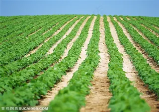 农作物-整齐的排成竖条的小菜苗