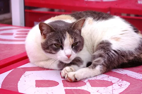 黑白宠物猫图片 黑白宠物猫图片