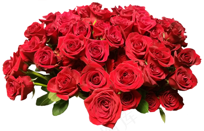 玫瑰, 红玫瑰花 开花 美丽 浪漫的 自然 爱 玫瑰花 