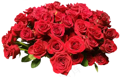 玫瑰, 红玫瑰花 开花 美丽 浪漫的 自然 爱 玫瑰花  玫瑰, 红玫瑰花 开花 美丽 浪漫的 自然 爱 玫瑰花
