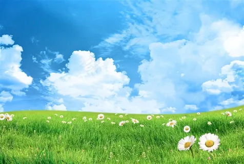 蓝天下白色雏菊图片