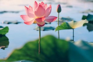 清新粉色荷花荷叶图