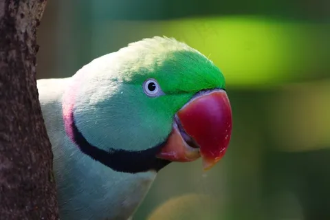 从树后探出脑袋的鹦鹉摄影鸟元素 从树后探出脑袋的鹦鹉摄影鸟元素