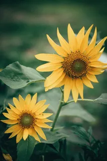 黄色向日葵摄影素材 黄色向日葵摄影素材