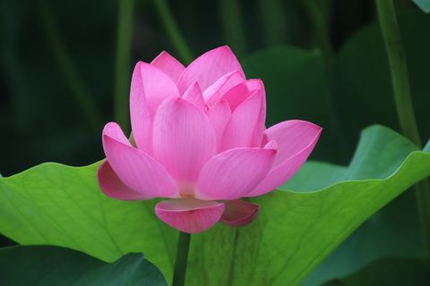 漂亮粉色荷花花朵图片 漂亮粉色荷花花朵图片