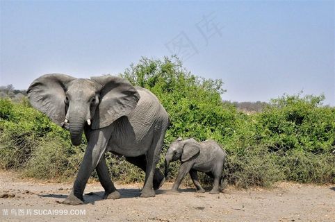 野生动物瘦瘦的泰国大象图片