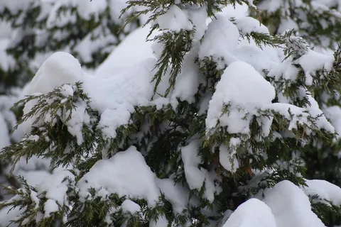 冬天树木白雪图片 冬天树木白雪图片