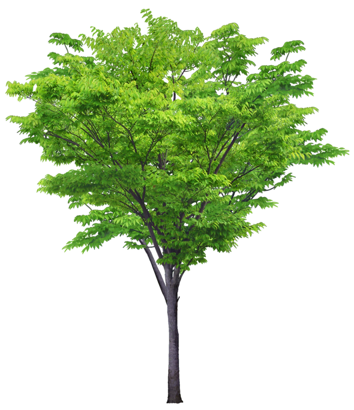 高清树木素材 免抠PSD植物素材 美术绘画园林贴图 树草灌木花草