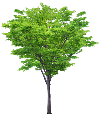 高清树木素材 免抠PSD植物素材 美术绘画园林贴图 树草灌木花草