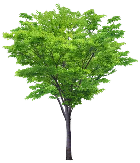 高清树木素材 免抠PSD植物素材 美术绘画园林贴图 树草灌木花草 高清树木素材 免抠PSD植物素材 美术绘画园林贴图 树草灌木花草