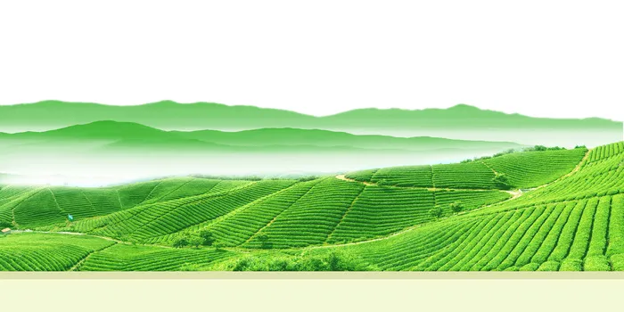 茶园茶场宽屏背景图psd模版下载
