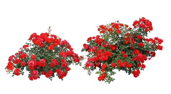 免抠室外红色花卉素材