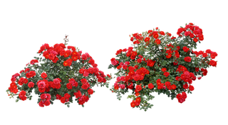 免抠室外红色花卉素材