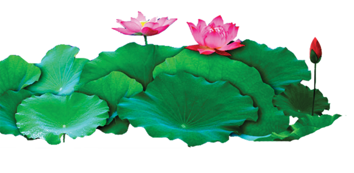 夏季荷花莲花植物元素