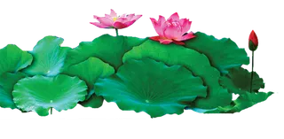 夏季荷花莲花植物元素