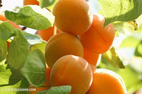 素食杏素材图片