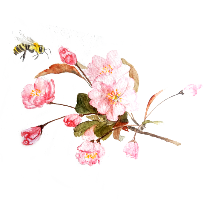 春天浪漫粉红色樱花手绘樱花梅花桃花花朵图片PNG免扣素材