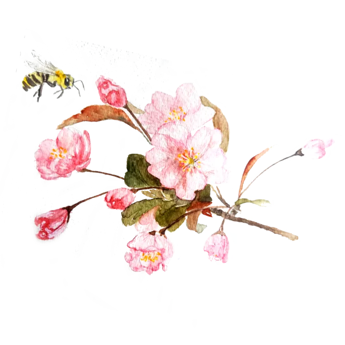 春天浪漫粉红色樱花手绘樱花梅花桃花花朵图片PNG免扣素材