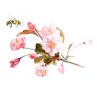 春天浪漫粉红色樱花手绘樱花梅花桃花花朵图片PNG免扣素材