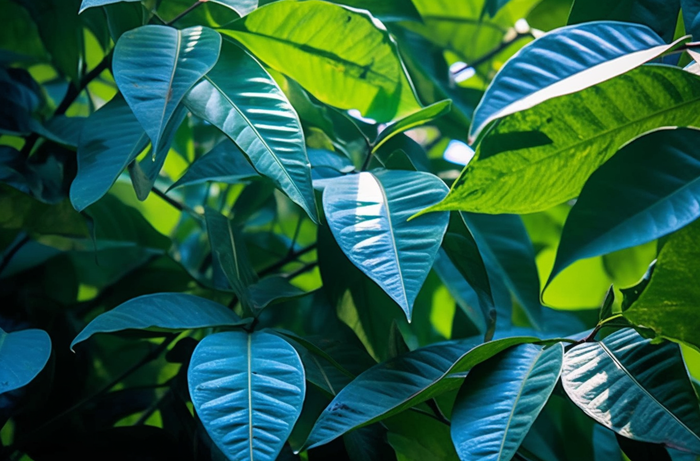 一棵树的特写绿叶摄影图