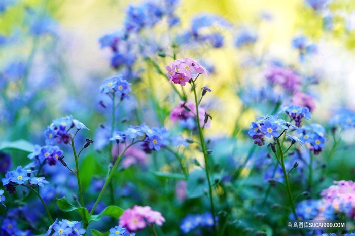 蓝色粉色的小花唯美清新摄影图