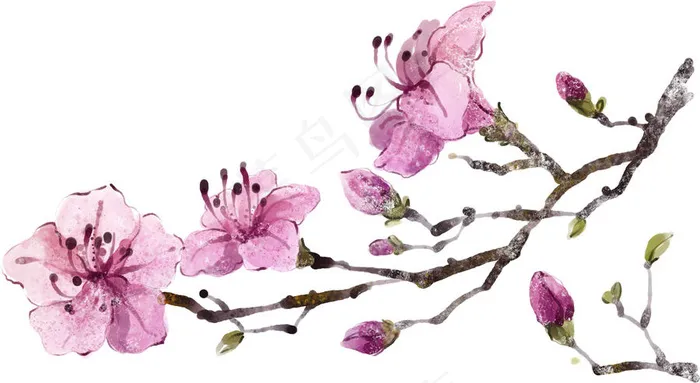 美丽花枝去背景图片