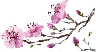 美丽花枝去背景图片