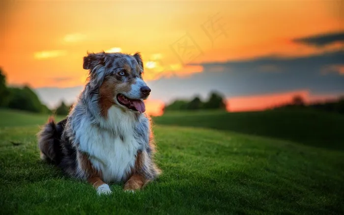 夕阳下的狗狗图片