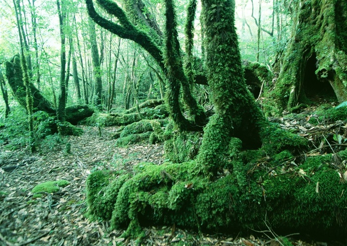 森林风景森林图片素材