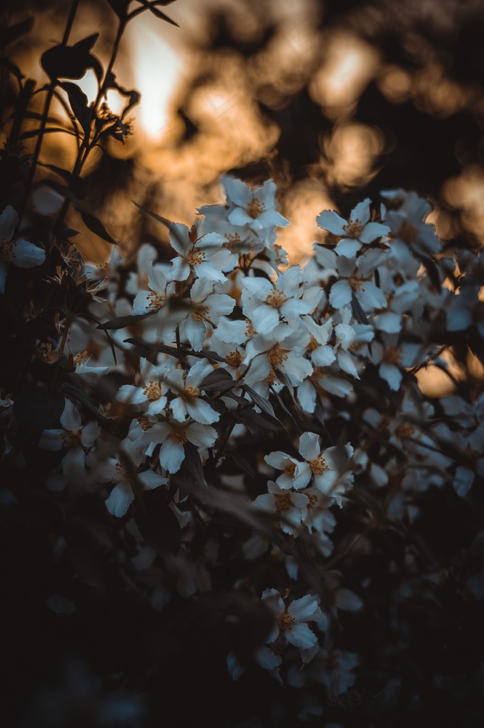 茉莉花, 花朵, 布什, 白, 模拟橙色, 花园, 衬套