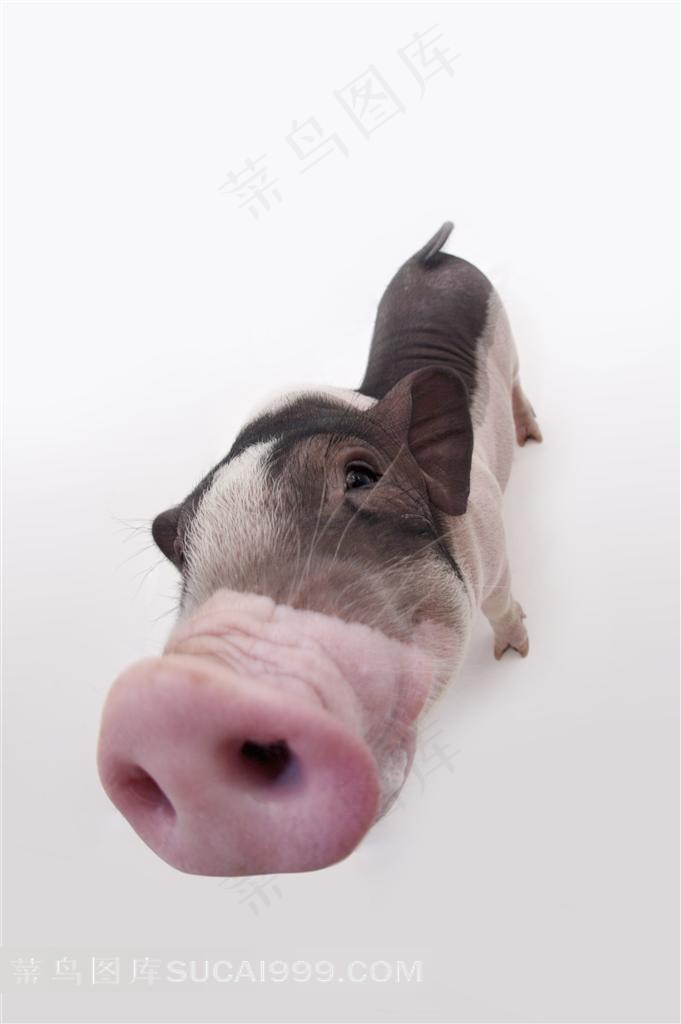 宠物猪猪鼻子摄影图片