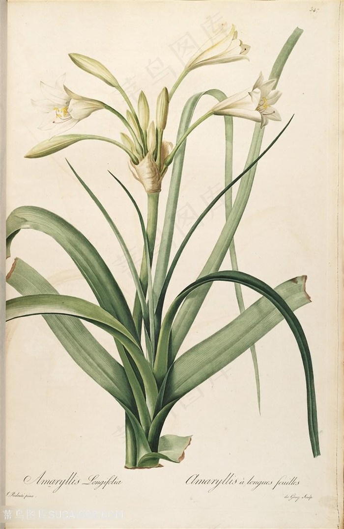 雷杜德原版高清花卉植物花草图谱