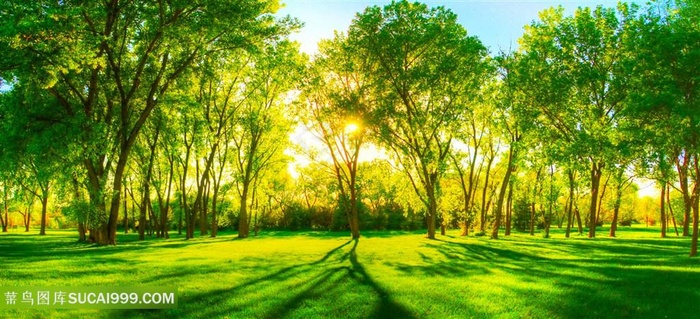 梦幻阳光照射下的唯美树林草地风景图片