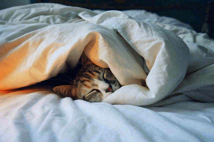 被窝里睡觉的猫猫，可爱的动物摄影图(1344x896)